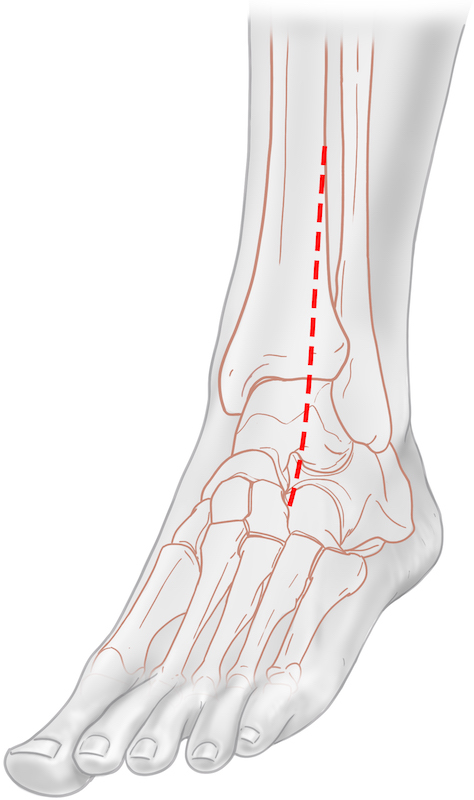 Foot