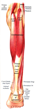 Muscular anatomy
