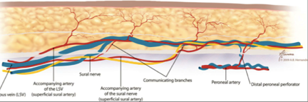 Nerve anatomy