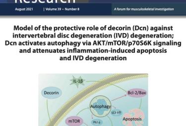 Chondrocyte-to-Osteoblast Transformation in Mandibular Fracture Repair