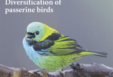 Chronic psychosocial stress disturbs bone fracture healing via β-adrenoceptor signaling