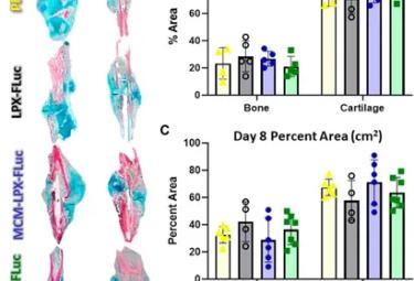 Mineral coated microparticles doped with fluoride and complexed with mRNA prolong transfection in fracture healing